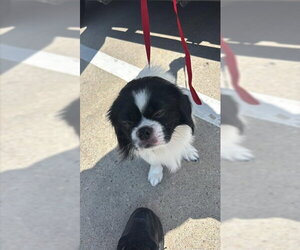 Shih Tzu-Unknown Mix Dogs for adoption in Houston, TX, USA