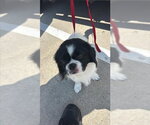 Small Shih Tzu Mix