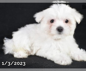 Maltese Puppy for sale in LOWELL, MA, USA