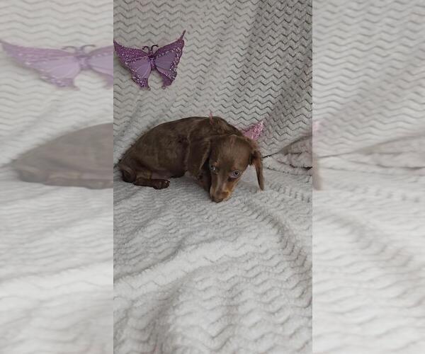 Medium Photo #5 Dachshund Puppy For Sale in JASONVILLE, IN, USA