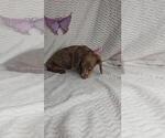 Small #4 Dachshund
