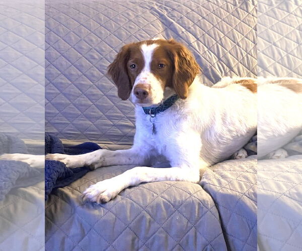 Medium Photo #4 Brittany Puppy For Sale in Curwensville, PA, USA