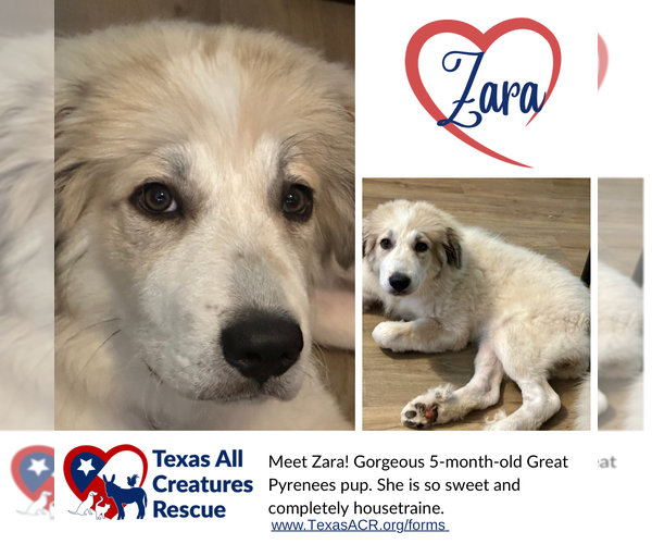 Medium Photo #1 Great Pyrenees Puppy For Sale in Lillian, TX, USA