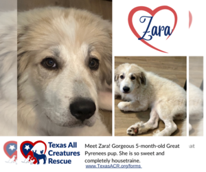 Great Pyrenees Dogs for adoption in Lillian, TX, USA