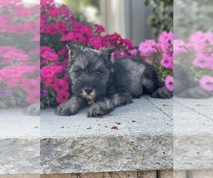 Schnauzer (Miniature) Puppy for sale in CANOGA, NY, USA