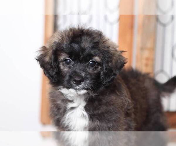 Medium Photo #2 Shih-Poo Puppy For Sale in NAPLES, FL, USA