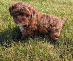 Small #6 ShihPoo