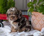 Small #9 Cockapoo (Miniature)