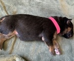 Small Photo #10 German Shepherd Dog Puppy For Sale in PINON HILLS, CA, USA