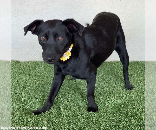 Medium Photo #4 Mutt Puppy For Sale in San Diego, CA, USA