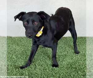 Michele - Female Mutt Dog for Adoption - Photo #4