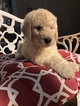 Small Photo #10 Labradoodle Puppy For Sale in KATY, TX, USA