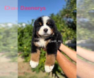 Bernese Mountain Dog Puppy for sale in NUEVO, CA, USA