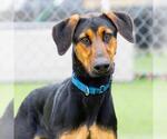 Small Doberman Pinscher-German Shepherd Dog Mix