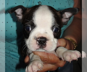 Boston Terrier Puppy for Sale in CRKD RVR RNCH, Oregon USA