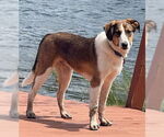 Small #2 Australian Shepherd-Collie Mix