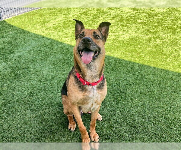 Medium Photo #1 German Shepherd Dog-Unknown Mix Puppy For Sale in Orange, CA, USA