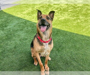 German Shepherd Dog-Unknown Mix Dogs for adoption in Orange, CA, USA