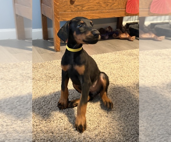 Medium Photo #2 Doberman Pinscher Puppy For Sale in CHEPACHET, RI, USA