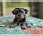 Small #32 Yorkshire Terrier