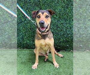 German Shepherd Dog-Unknown Mix Dogs for adoption in Naples, FL, USA