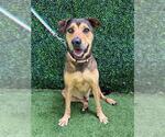 Small German Shepherd Dog Mix