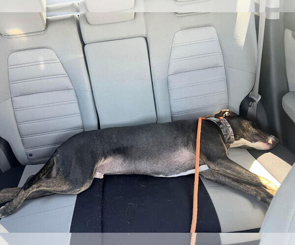 Medium Photo #13 Bull Terrier-Unknown Mix Puppy For Sale in Sandy, UT, USA