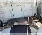 Small #12 Bull Terrier Mix