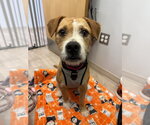 Small #5 Border Collie-Parson Russell Terrier Mix