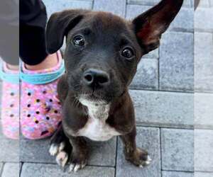 Australian Shepherd-Unknown Mix Dogs for adoption in Cave Creek, AZ, USA