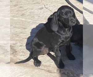 Basset Hound-Unknown Mix Puppy for sale in MARANA, AZ, USA