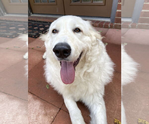 Medium Photo #6 Great Pyrenees Puppy For Sale in Spring, TX, USA