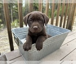 Small #38 Labrador Retriever