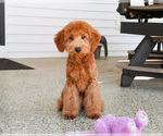 Small #4 Goldendoodle