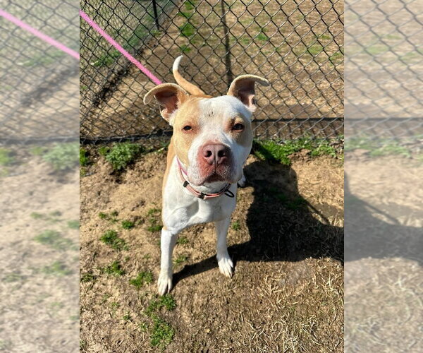 Medium Photo #3 Mutt Puppy For Sale in Evansville, IN, USA