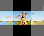 Small Photo #14 American Pit Bull Terrier Puppy For Sale in ABERDEEN, SD, USA