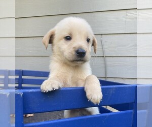 Golden Retriever Mix Puppy for Sale in MAPLE FALLS, Washington USA