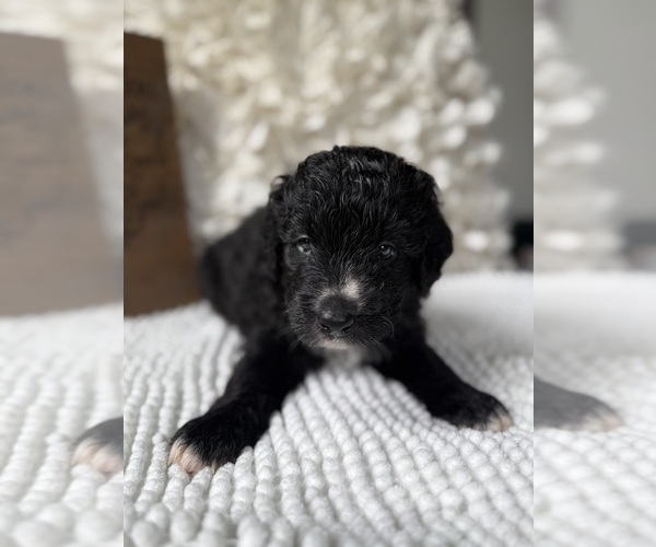 Medium Photo #12 Bernedoodle Puppy For Sale in BELMONT, NC, USA