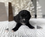 Small #11 Bernedoodle