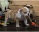 Small #4 English Bulldog