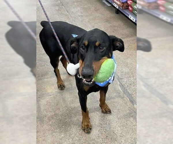 Medium Photo #7 Doberman Pinscher-Unknown Mix Puppy For Sale in Rochester, NY, USA