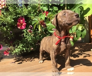 Great Dane Puppy for sale in BANGOR, WI, USA