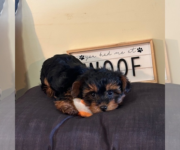Medium Photo #3 Yorkipoo Puppy For Sale in MOUNT VERNON, OH, USA