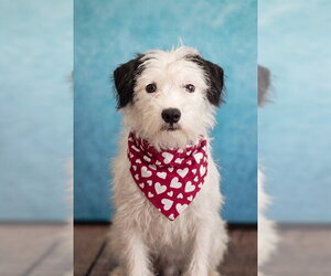 Mutt Dogs for adoption in Belleville, IL, USA