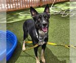 Small #2 German Shepherd Dog Mix
