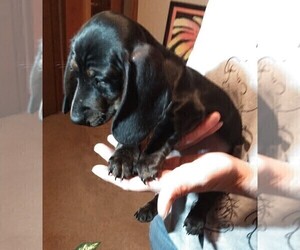 Dachshund Puppy for sale in GRANGERLAND, TX, USA