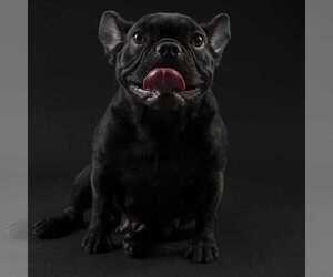 Father of the French Bulldog puppies born on 08/10/2021