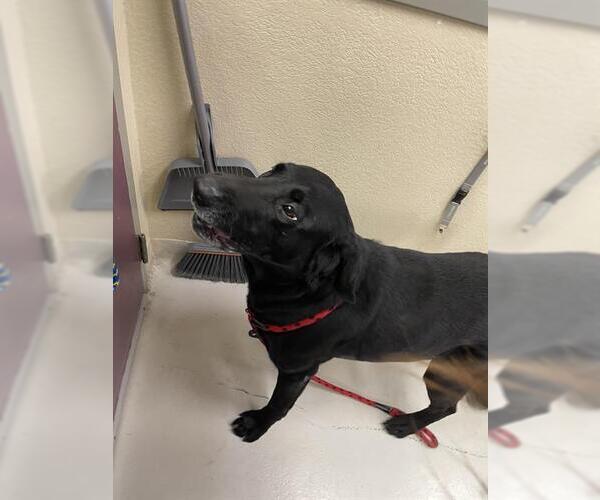 Medium Photo #1 Labrador Retriever Puppy For Sale in Santa Cruz, CA, USA