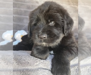Goldendoodle-Tibetan Mastiff Mix Puppy for sale in LAWSON, MO, USA