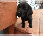 Small Photo #5 Labrador Retriever Puppy For Sale in LA CRESCENT, MN, USA